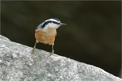 red-breasted nuthatch