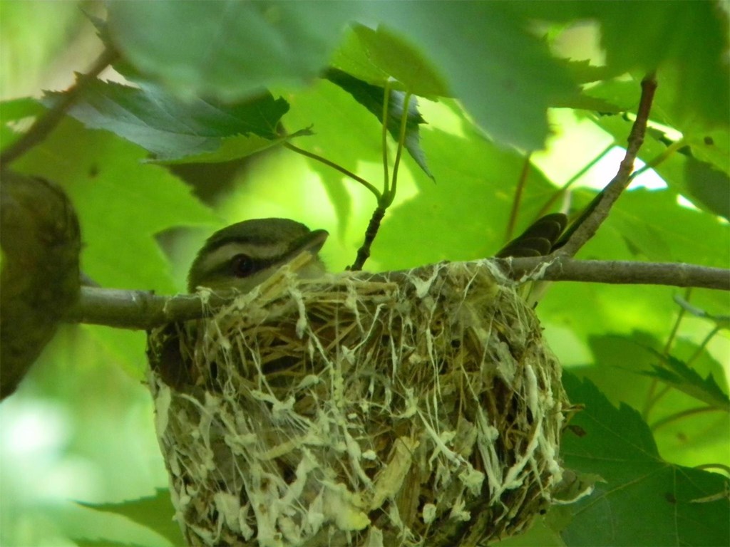 Red-eyed Vireo in a Nest