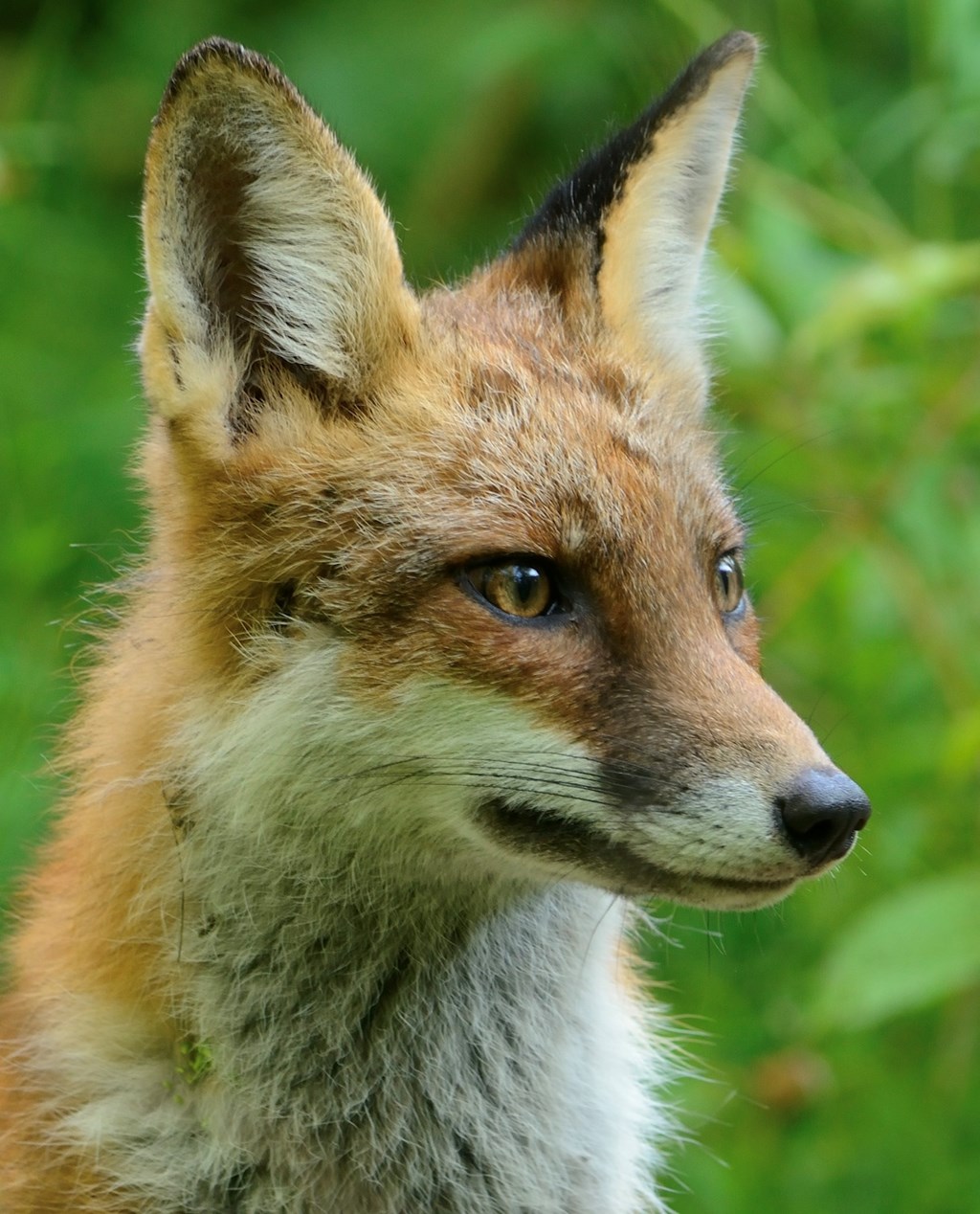 A Close-up of a Red Fox Face