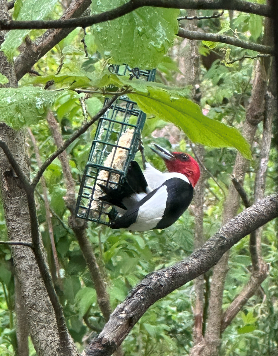 A Red-headed Woodpecker Feeding on a Suet Feeder