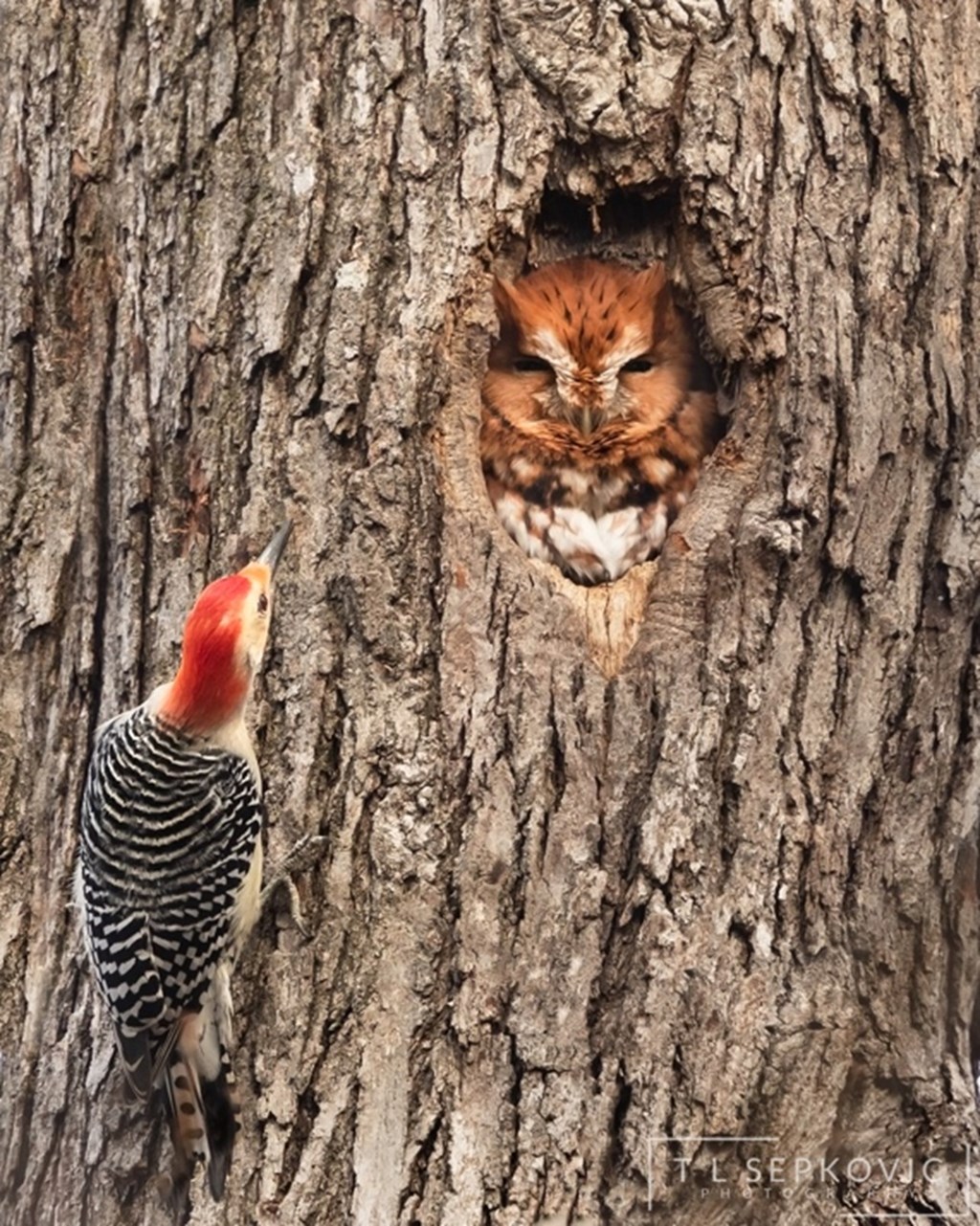 Red Morph Screech Owl and Red-bellied Woodpecker on Tree