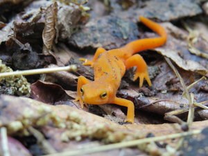 red spotted newt