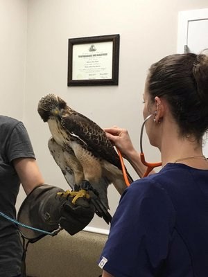 Red-Tailed Hawk Checkup