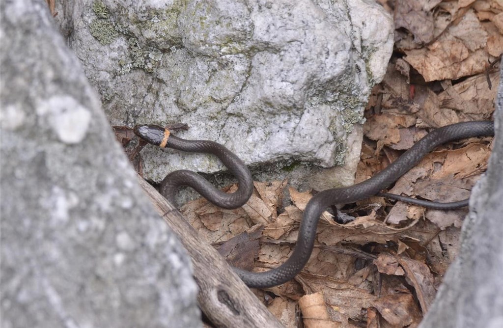 An Adult Northern Ring-Necked Snake