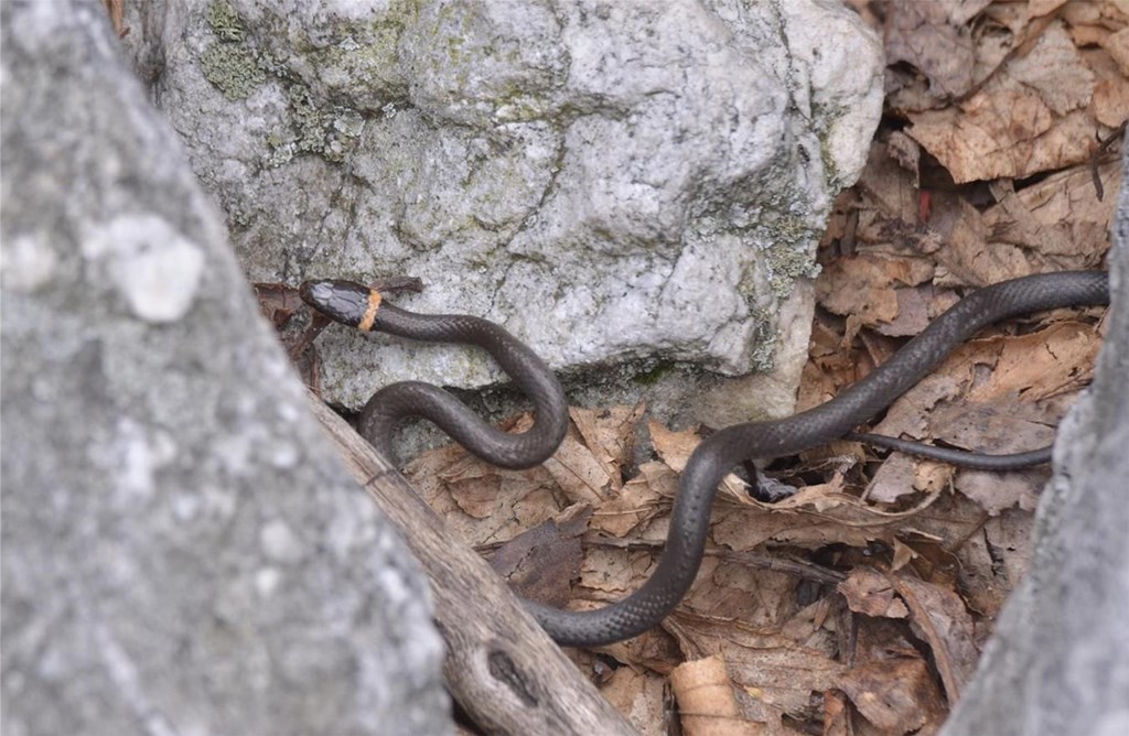 An Adult Northern Ring-Necked Snake An Adult Northern Ring-Necked Snake