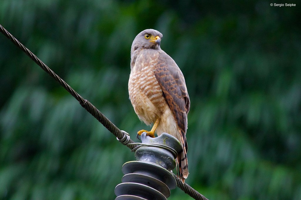 Roadside Hawk in Panama, Photo by Sergio Seipke Roadside Hawk in Panama, Photo by Sergio Seipke