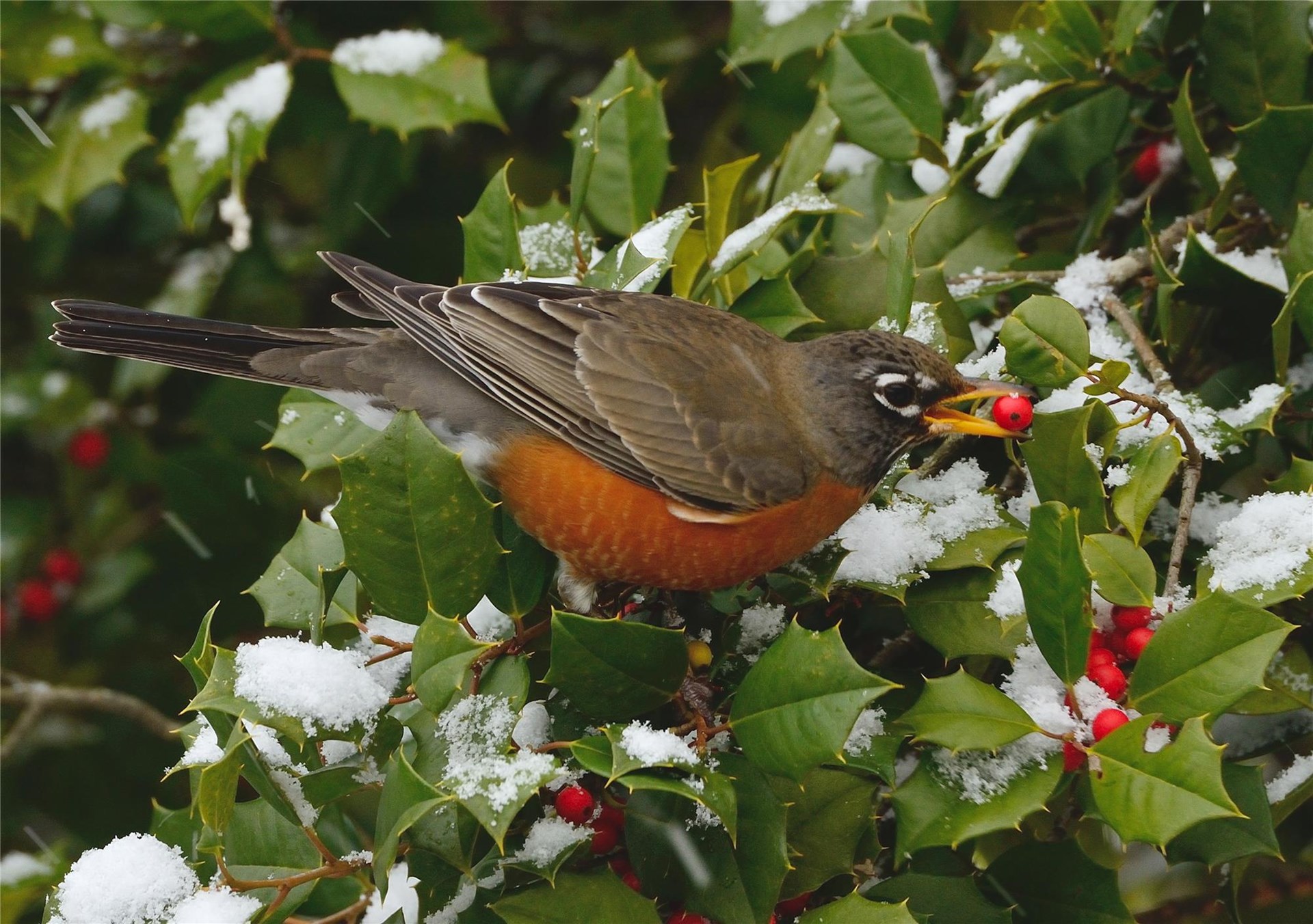 Christmas Bird Count for Kids Christmas Bird Count for Kids