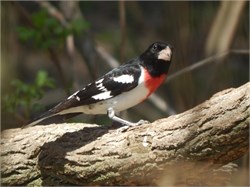 rose-breasted grosbeak rose-breasted grosbeak