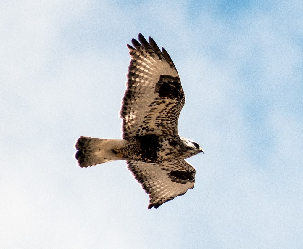 Underside of a rough-legged hawk in flight