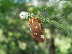 royal walnut moth royal walnut moth