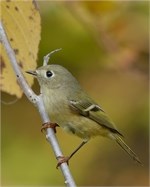 ruby-crowned kinglet