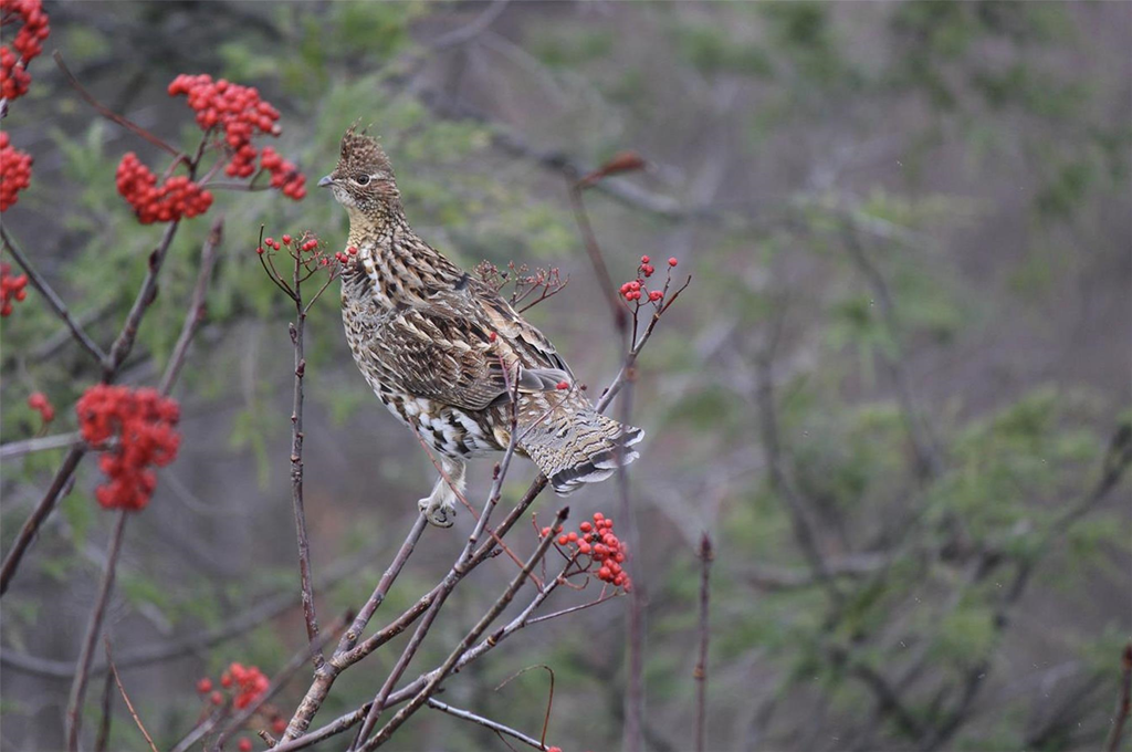 A Ruffed Grouse Perched in a Mountain Ash