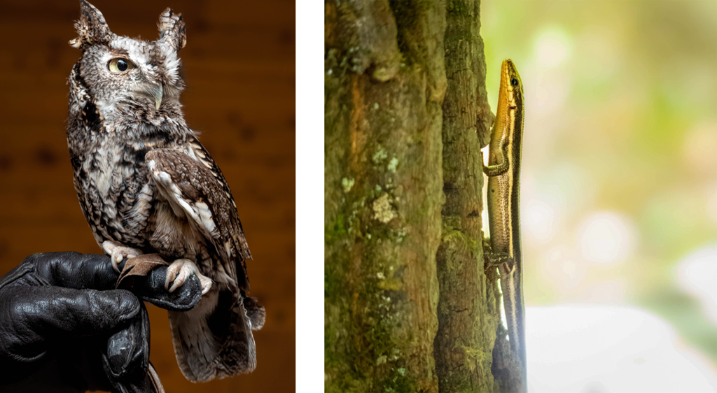 Education Screech Owl and Skink on Tree