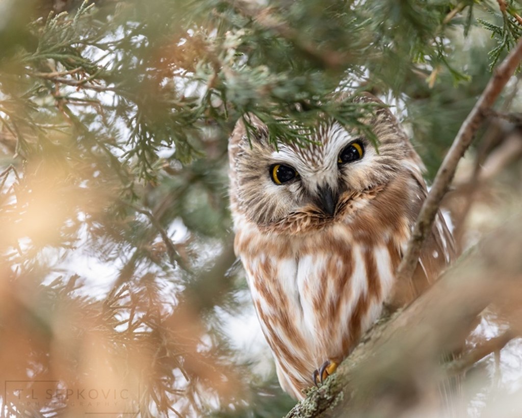 Northern Saw-Whet Owl Perched in a Tree Northern Saw-Whet Owl Perched in a Tree
