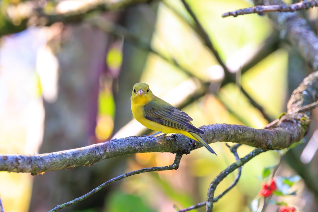Scarlet Tanager by Matthew Giambra, DiscoverNEPA Scarlet Tanager by Matthew Giambra, DiscoverNEPA