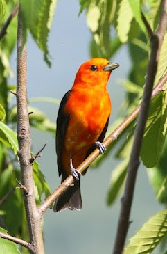 Scarlet Tanager Scarlet Tanager