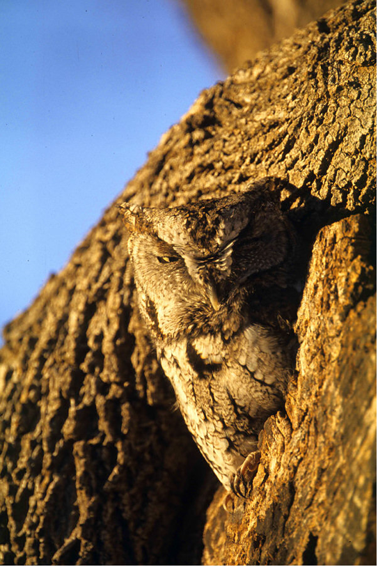Screech Owl in a Tree Cavity