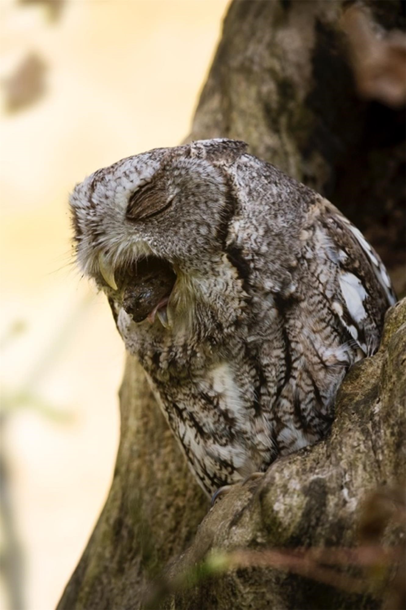 Eastern Screech Owl | Hawk Mountain Sanctuary: Learn Visit Join