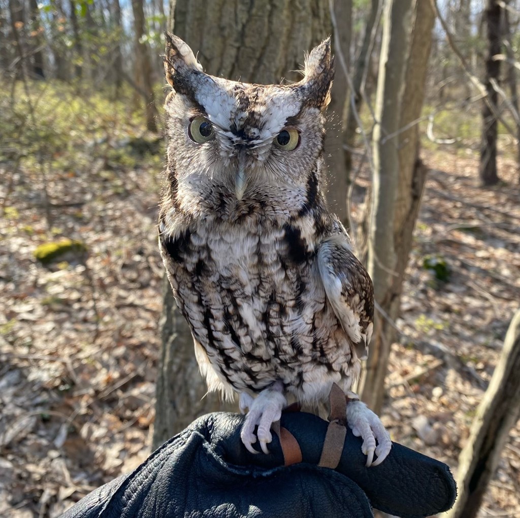 Screech Owl Education Bird Screech Owl Education Bird