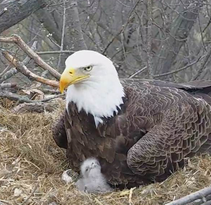 hanover bald eagle nest