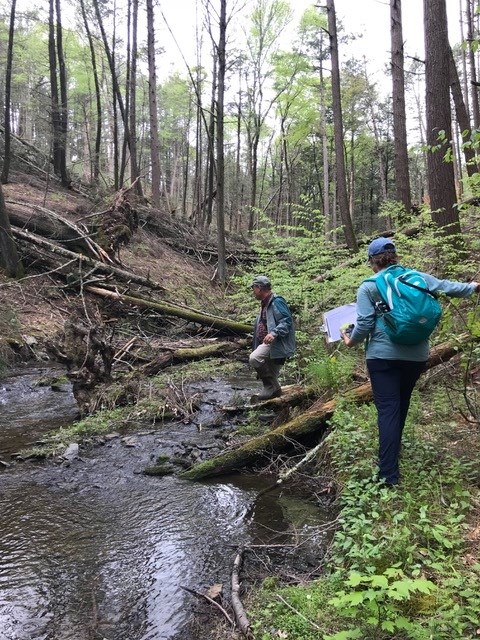 Searching creekside