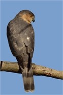 sharp-shinned hawk