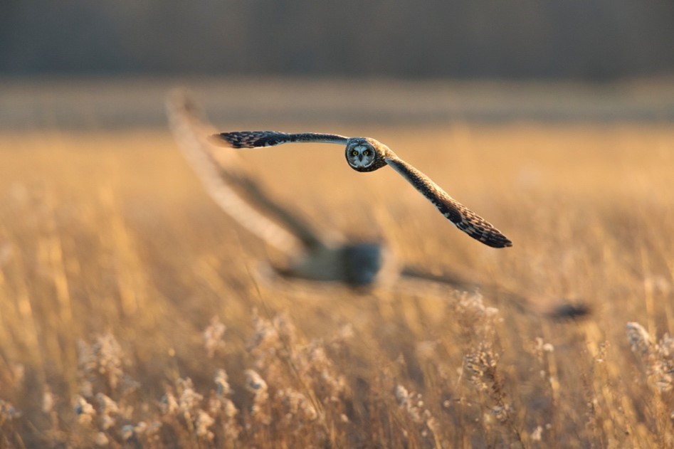Two Short-eared Owls in Flight over Grass Field