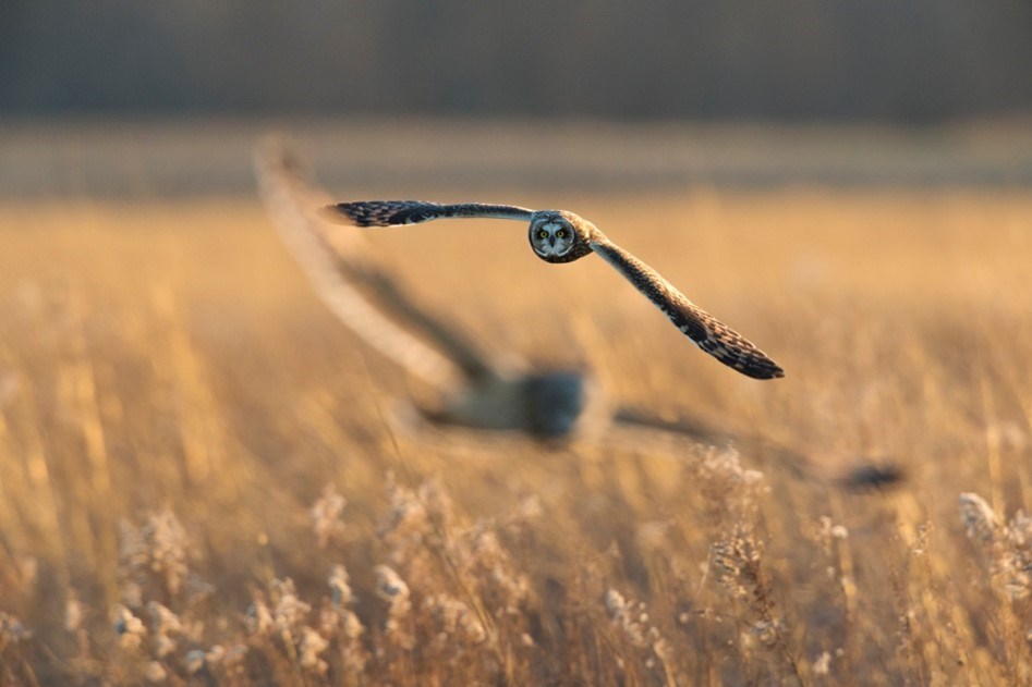 Two Short-eared Owls in Flight over Grass Field Two Short-eared Owls in Flight over Grass Field