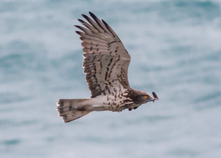 Short-toed Snake Eagle Short-toed Snake Eagle