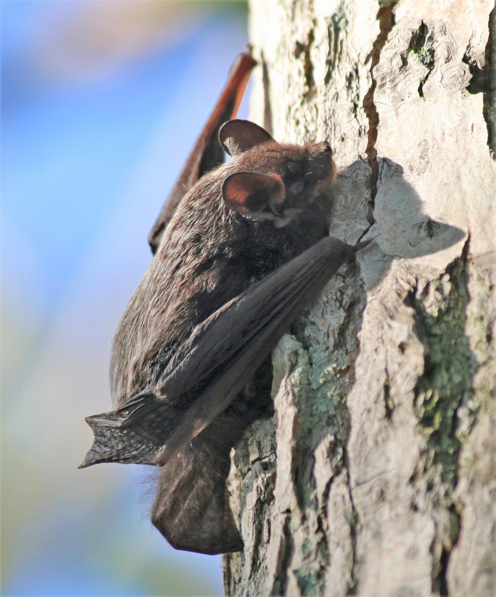 Habitats for Bats