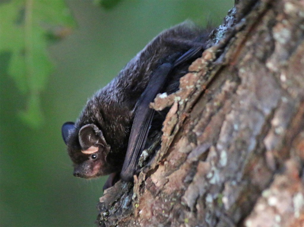Silver-haired Bat Silver-haired Bat