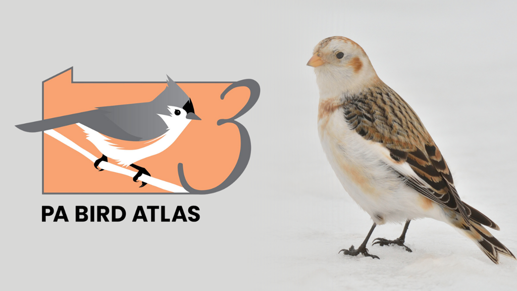 PA Bird Atlas: Winter is Coming graphic PA Bird Atlas: Winter is Coming graphic