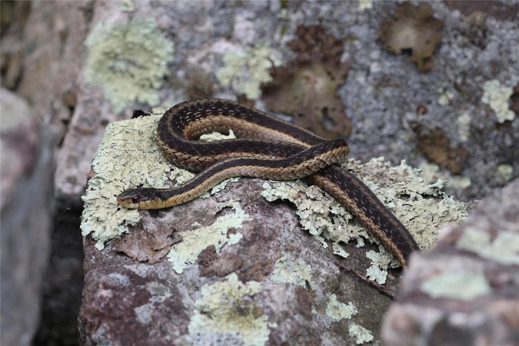 Eastern Garter Snake