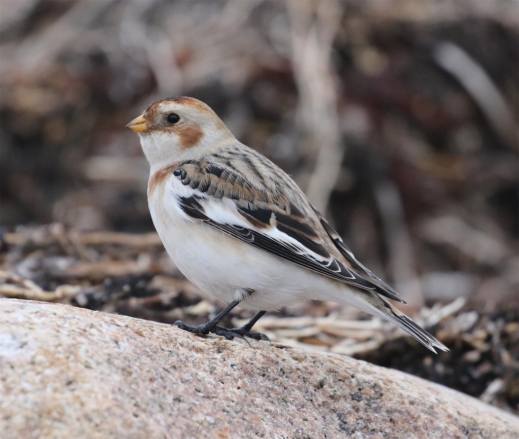 Snow bunting perched on a rock on the forest floor