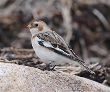 snow bunting snow bunting