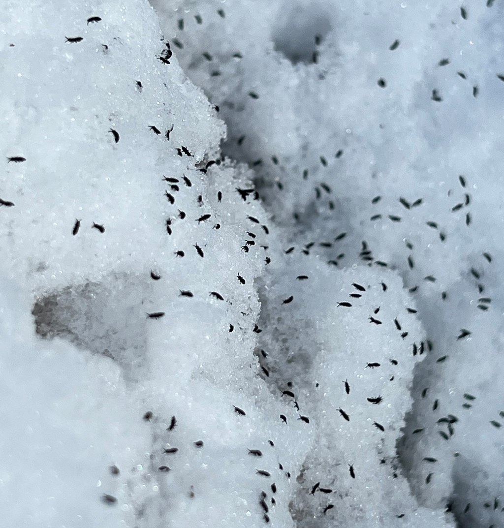 Snow Fleas Gathered On Melting Snow Snow Fleas Gathered On Melting Snow
