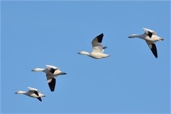 snow geese 2 snow geese 2