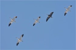 snow geese