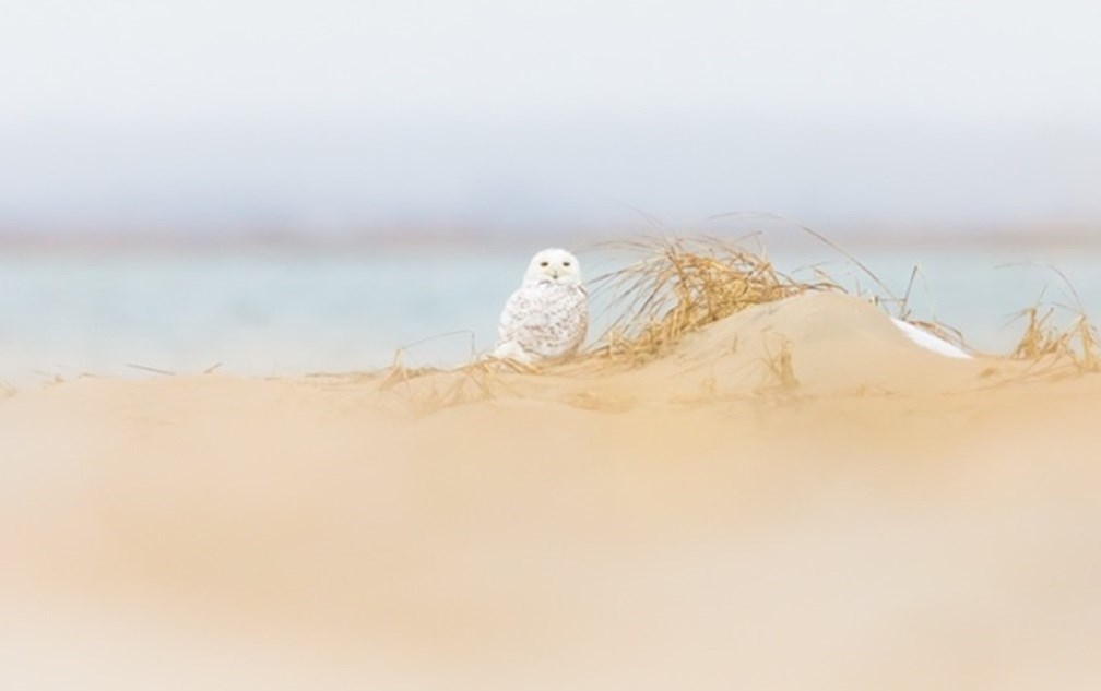 Snowy Owl on a Coastal Plain