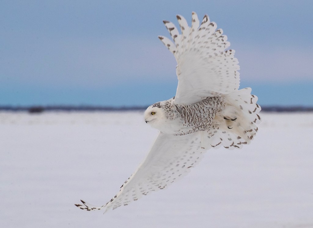 Snowy owl in flight Snowy owl in flight