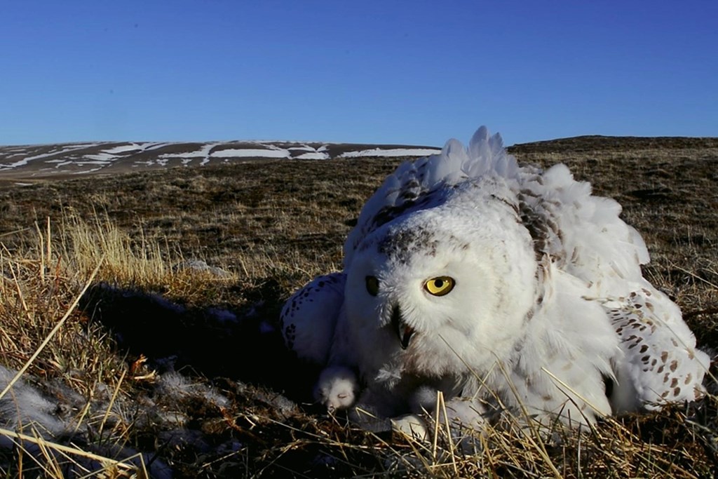 Snowy Owl with Chicks in Nest