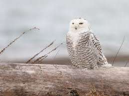 snowy owl