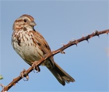 song sparrow song sparrow