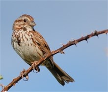 song sparrow