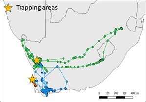 Black harrier movements Map showing black harrier movements