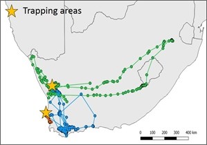 Map showing black harrier movements