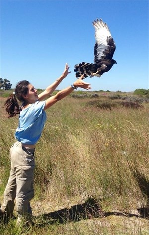 Sophie releases a black harrier Sophie with black harrier