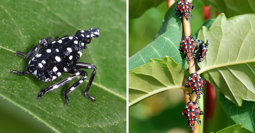Early and Late Stage Spotted Lanternfly Nymphs