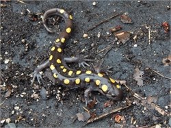 spotted salamander spotted salamander