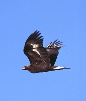 spring migration count spring migration count